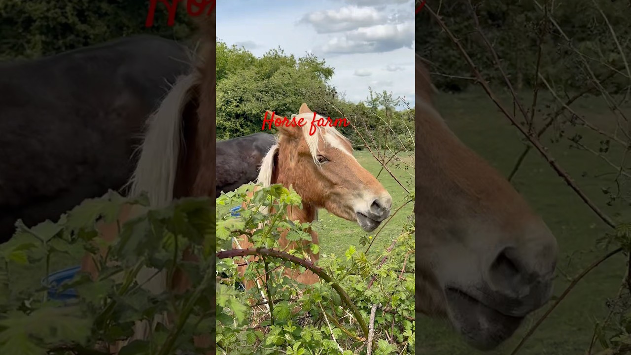 Mashallah horse #farm#horse #pets#animals#viralvideo#short#video#summer#shorts#london#love#may2025#@