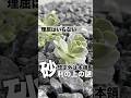 何で砂利で育つ！？想定外の多肉たち #succulent #多肉植物 #エケベリア #モキモキ