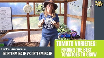 Tomato Types: Indeterminate Tomatoes Vs Determinate Tomatoes
