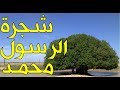 الشجرة التي باركها الرسول محمد ﷺ فعاشت 1500سنة حتى يومنا هذا فهل هي حقيقية؟