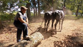 Old School methods of mule logging
