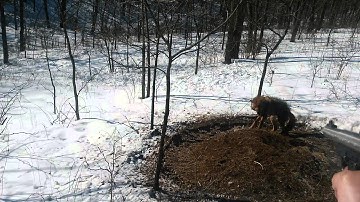 Coyote double catch with cable restraint