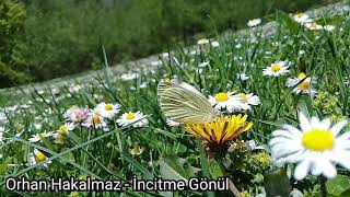 Orhan Hakalmaz - İncitme Gönül Resimi