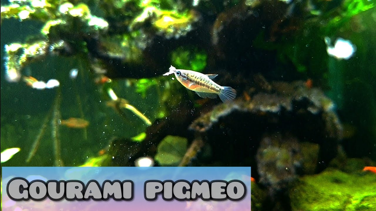 GOURAMI PIGMEO
