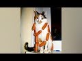 Try NOT TO DIE LAUGHING challenge that YOU'LL TOTALLY FAIL! - Funniest ANIMAL VIDEOS