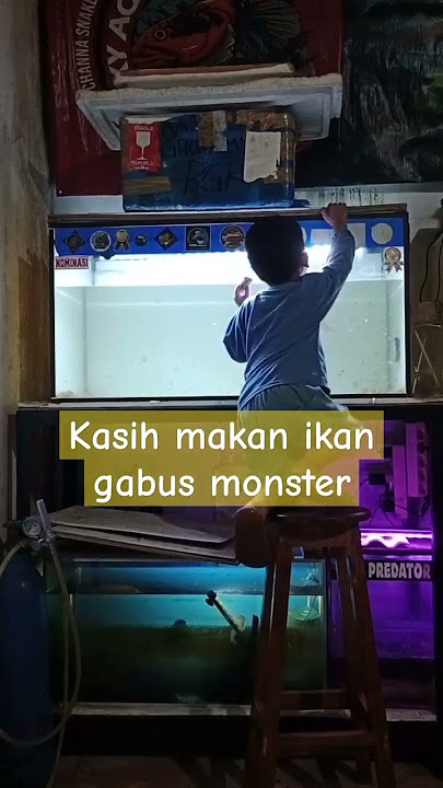 Sini jangan diskip, kita kasih makan ikan gabus monster #remix #dj #djremix #fypシ #funny #gabus