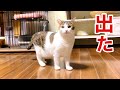 【臆病な猫】ケージ出れず1年半…初めて出した勇気に感動!!