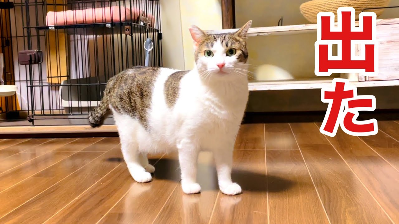 【臆病な猫】ケージ出れず1年半…初めて出した勇気に感動!!