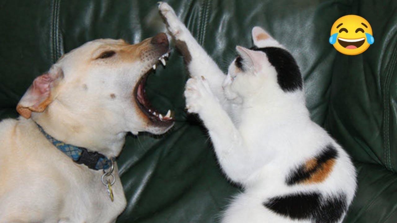 Самый смешной клип про кошек и собак 🐱🐶 попробуй не засмеяться