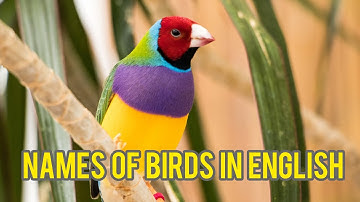 BIRDS Names and Sounds - Learn Bird Species in English