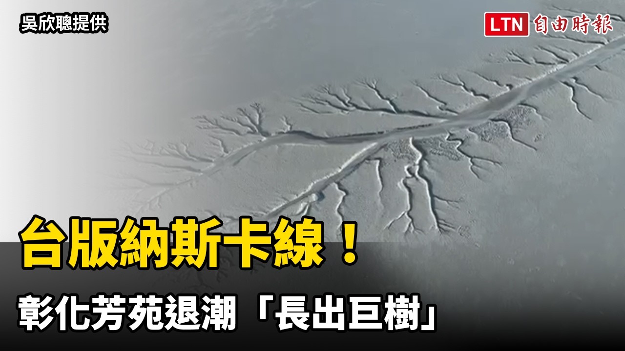 台版納斯卡線！彰化芳苑退潮「長出巨樹」 空拍揭奇幻大地畫作