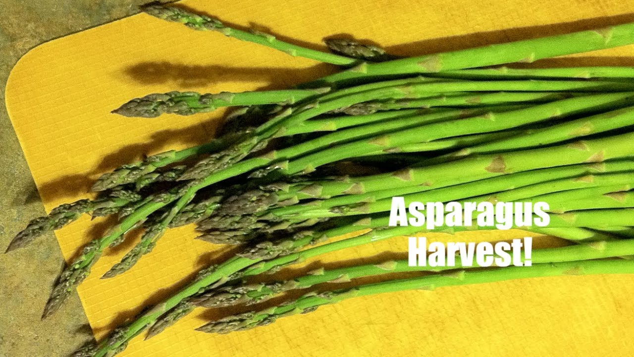 Asparagus Patch Overgrown with weeds but still harvesting YouTube