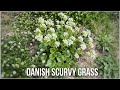 Danish Scurvy Grass (Cochlearia danica)
