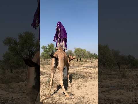 وكانت الفتاة البريئة قد قالت بالفعل أنه إذا صعدت على الجمل