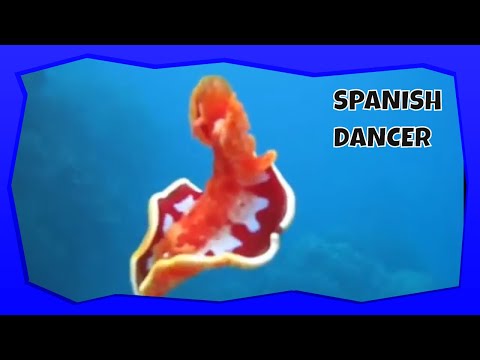 Spanish Dancer Sea Slug