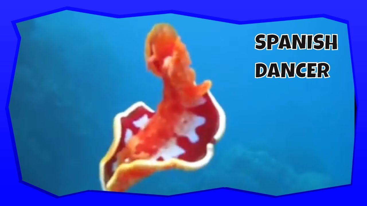 Испанский танцор, морской слизень