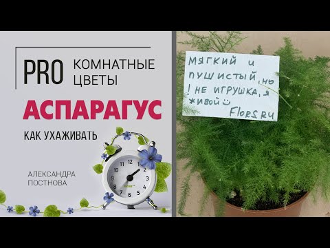 Аспарагус - неприхотливый комнатный цветок | Что вы о нем еще не знали?