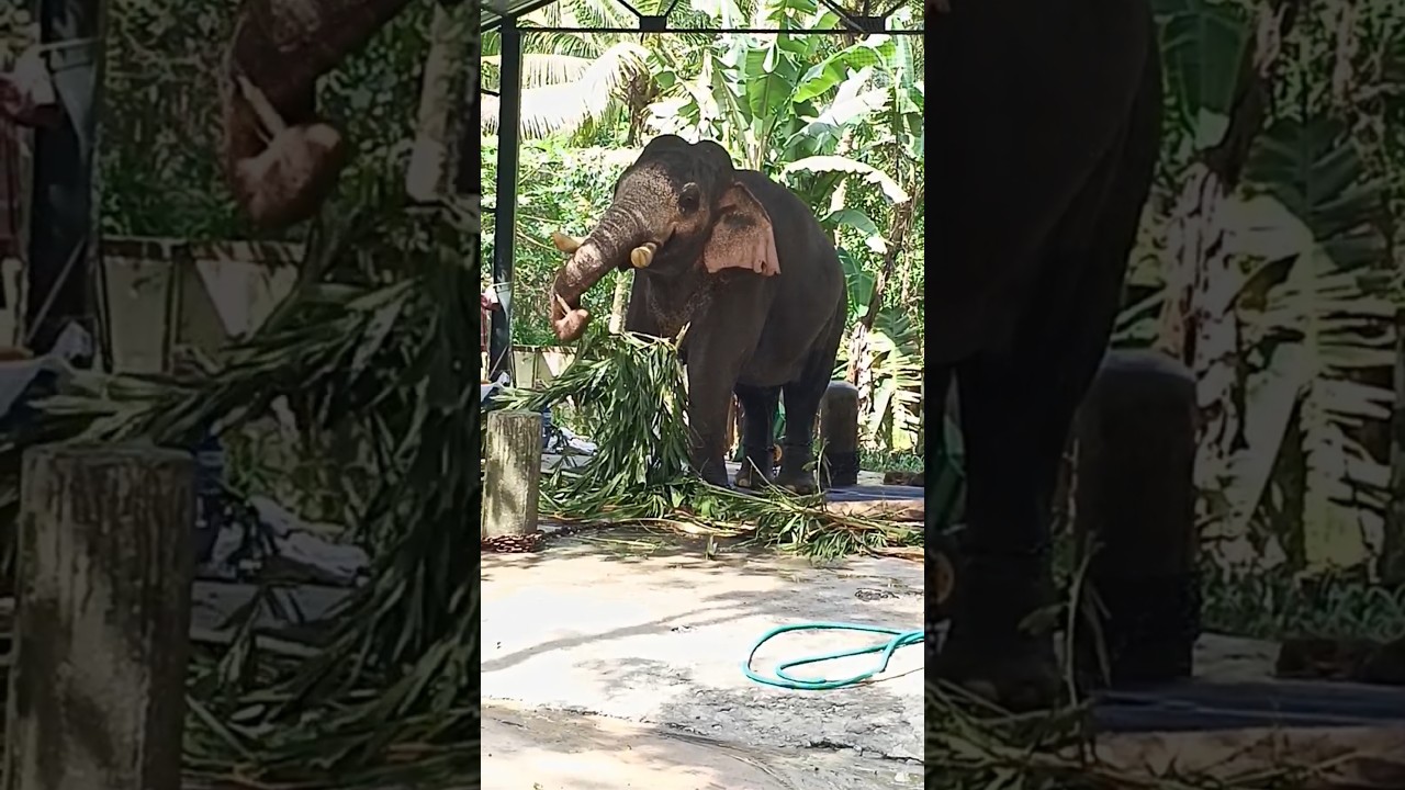 പട്ട കുതിപിടിച്ചു ഒടിക്കുന്നത് കണ്ടോ 😱😱#shortsfeed #shorts #viral