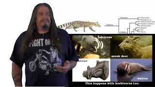 Systematic Classification of Life - ep42 Hominidae
