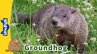 Meet the Animals | Groundhog | Rodents | Wildlife Animals | Groundhog Day| Kindergarten