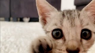 Two kittens are better than one!