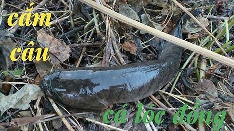 Mùa cá đồng lên ruộng, cắm câu cá lóc 2021 - phần 1 | TRAN DANG DUY OFFICIAL