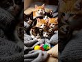 cute kitten