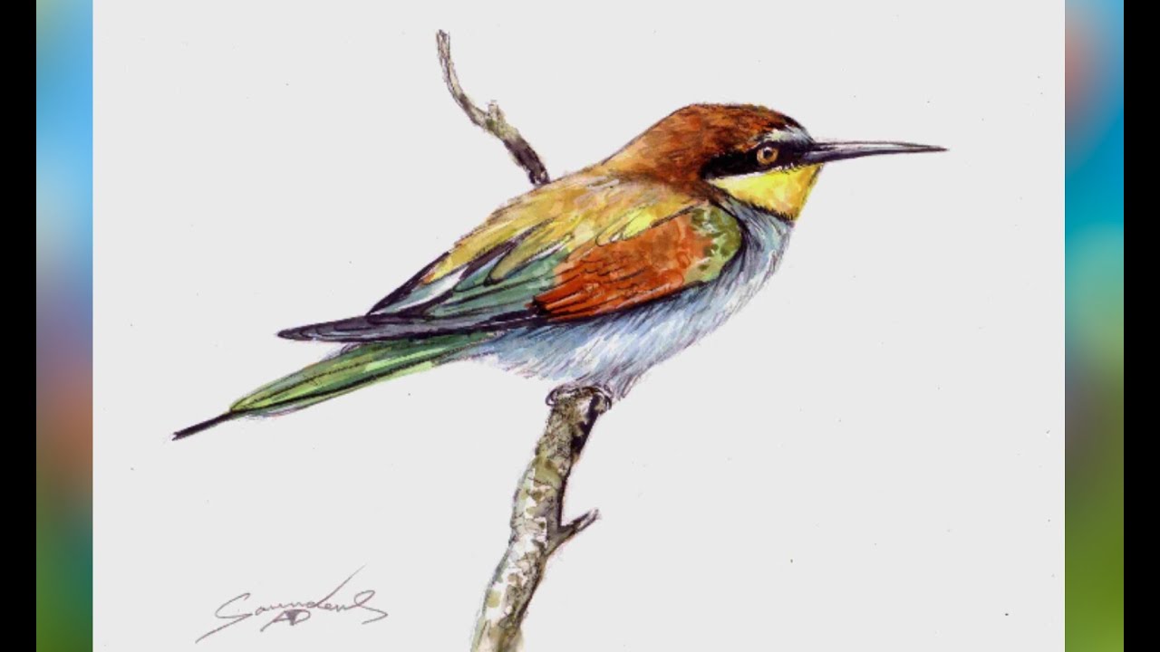 Bee-eater Speed Watercolour Painting 