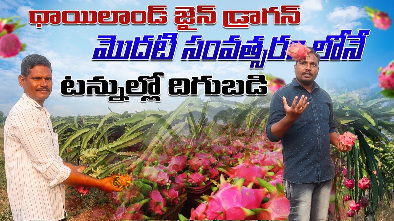 మొదటి సంవత్సరం నుండి అదిక దిగుబడి వచ్చే డ్రాగన్ | Thailand Variety Dragon Farming | AgriTech Telugu