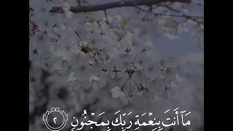 سورة القلم | سالم الرويلي - مقطع قرآن قصير 🍃