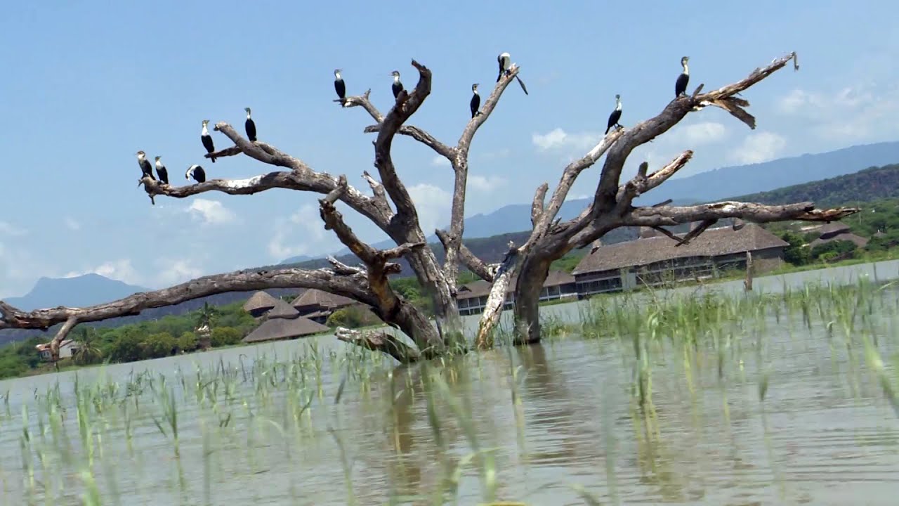 VOICE OF NATURE featuring SWELLING LAKES