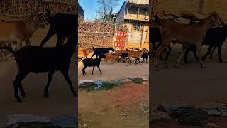 My Simple Life 🧬 #shorts  #simplelife #dailyvlog #vlog #funny #reels #comedy #fun