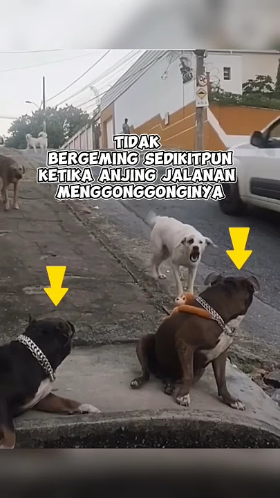 Anjing Pitbull ini tetap tenang saat anjing jalanan menggonggonginya