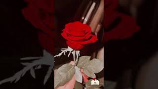 Red Rose Whatsapp Status