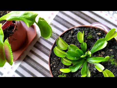 Венерина Мухоловка. Dionaea muscipula. Содержание и уход. Хищное растение.