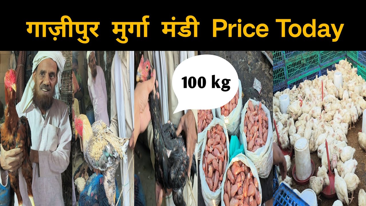 गाज़ीपुर मुर्गा मंडी Today price?  मुर्गा फिर से सस्ता हुआ ? Ghazipur murga Mandi update