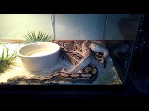 Ball Python Lock 1 - BGE