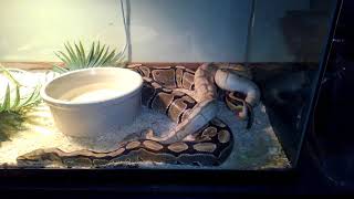 Celebrity Ball Python Lock 1 - BGE Net Worth