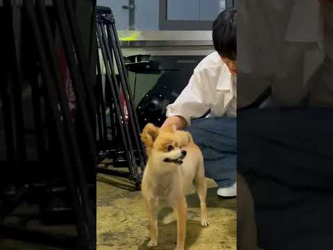 📢 몽실아 태래 한눈 판다 🐶 #TEMPEST #UNOFF #Shorts