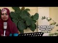 انشودة يا نبي السلام عليك يا رسول سلام عليك باللغة الصومالية | ماهر زين |nashido afsoomaali انشودة يا نبي السلام عليك يا رسول سلام عليك باللغة الصومالية | ماهر زين |nashido afsoomaali