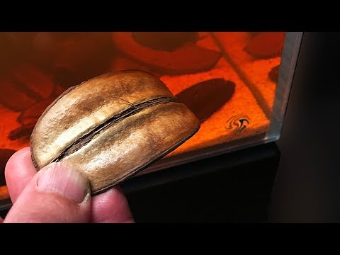 Wie man ein Schwarzaquascape Fall - Teil 1