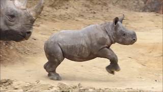 動物 mqdefault.jpg