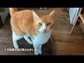 笑にゃんこ王国の猫紹介2