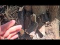 Liberando la colonia de Cephalotes🔴 + Opinión personal sobre el hobbie