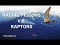 Racing pigeons V.S. Raptors