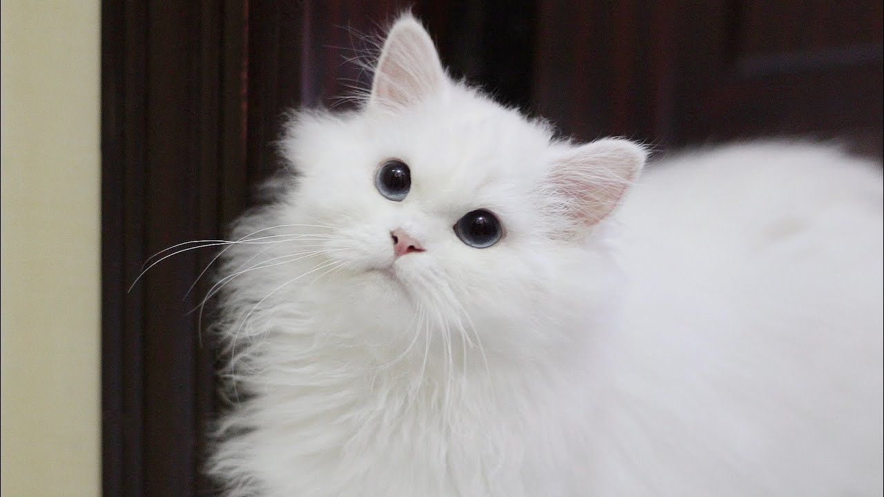 Persian Kittens Too Cute