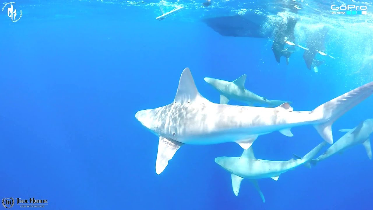 GoPro: Hawai'i Shark Free Dive with Juan Oliphant SHARK WEEK