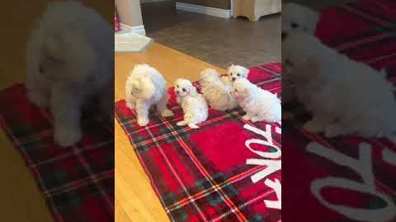 Mom Works on Weaning Her Puppies ViralHog YouTube