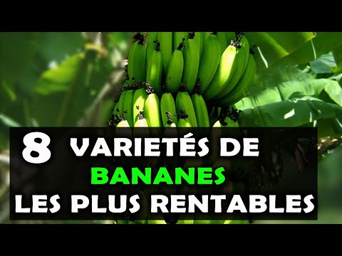 Vidéo: Comment modifier la charte : instructions étape par étape