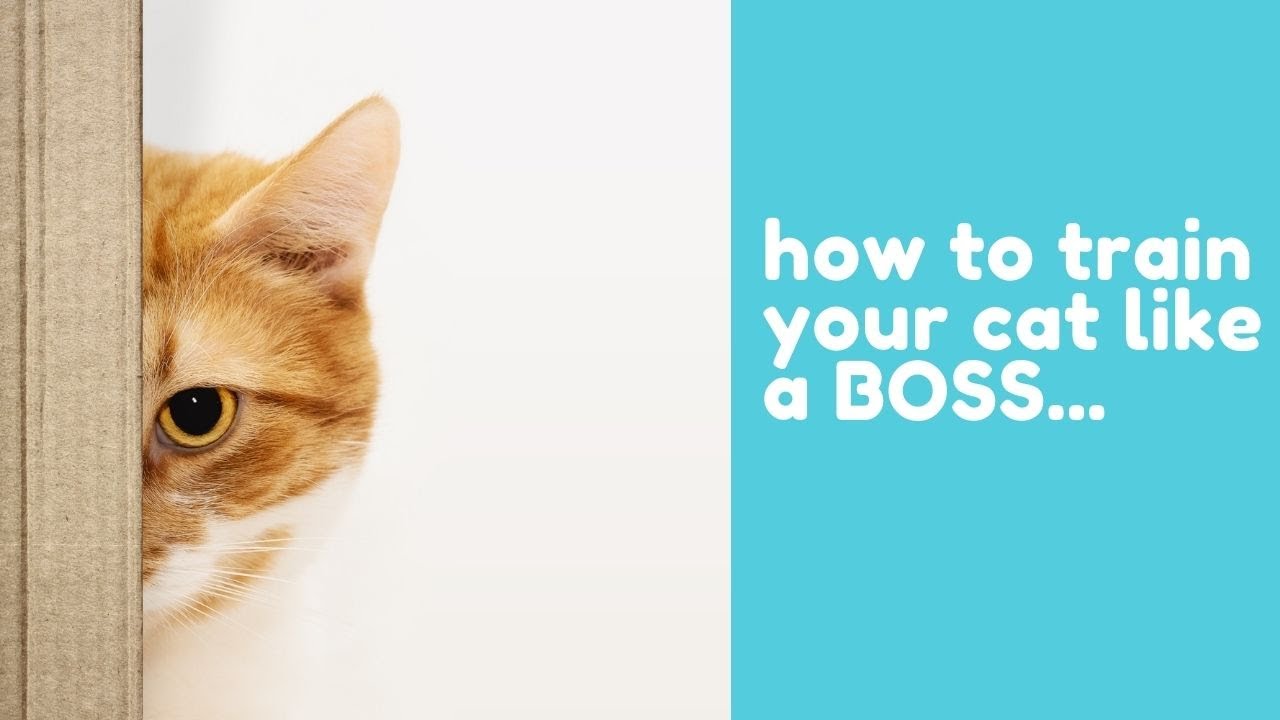 How to train your cat like a BOSS YouTube